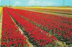 AK Bollenvelden - Holland in bloementooi (a), Verzenden, 1960 tot 1980, Ongelopen, Natuur