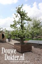 De mooiste oude FRUITBOMEN IN BAK duurzame fruitkisten oa Ap, Ophalen, In pot, Appelboom, Lente