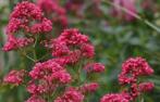 Spoorbloem, centrantus ruber, Overige soorten, Volle zon, Vaste plant, Ophalen of Verzenden