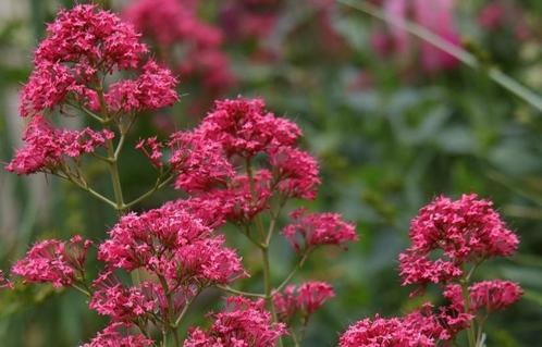 Spoorbloem, centrantus ruber, Tuin en Terras, Planten | Tuinplanten, Vaste plant, Overige soorten, Volle zon, Zomer, Ophalen of Verzenden