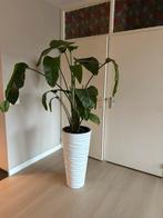 Plant inclusief pot, Ophalen, Overige soorten, Halfschaduw, In pot