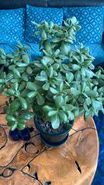 Crassula ovaria, jade plant groot, Huis en Inrichting, Kamerplanten, Overige soorten, Minder dan 100 cm, Halfschaduw, Ophalen