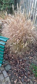 Siergras - Prachtige Vaste Plant, Volle zon, Vaste plant, Siergrassen, Ophalen of Verzenden