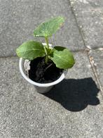 Snackkomkommers planten, Ophalen of Verzenden, Overige soorten, Minder dan 100 cm