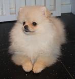 Mini Bearface Teefje Pomeriaan/Pomeranian aanwezig in NL, Dieren en Toebehoren, Keeshond, 8 tot 15 weken, Buitenland, Teef