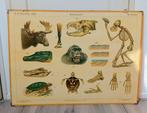 Vintage jaren 50 Nederlandse zoölogische poster, Antiek en Kunst, Antiek | Schoolplaten, Ophalen of Verzenden, Natuur en Biologie