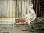 Stettiners, Dieren en Toebehoren, Vogels | Duiven, Meerdere dieren, Tuimelaar of Roller