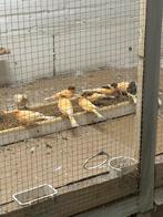 10 mooie kanaries., Dieren en Toebehoren, Vogels | Kanaries, Meerdere dieren, Kleurkanarie