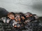 Knappe dwergteckel pups, mogen eind maart verhuizen, Parvo, 8 tot 15 weken, Korthaar, Dwerg