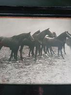 Vintage Foto van Paarden in Lijst, Ophalen of Verzenden