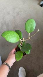 Hoya Nathalie, Huis en Inrichting, Kamerplanten, Ophalen of Verzenden, Overige soorten, Minder dan 100 cm