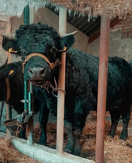 Dexter dekstier, Dieren en Toebehoren, Runderen, Mannelijk, 0 tot 2 jaar