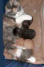 HalfRas kittens ruim 8 weken, Kortharig, Meerdere dieren, 0 tot 2 jaar