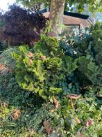 Hinoki Cypress, Tuin en Terras, Ophalen, Overige soorten, Minder dan 100 cm