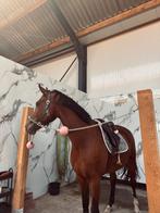 Plek vrij voor trainingspaarden, Dieren en Toebehoren, Stalling en Weidegang, Stalling, 2 of 3 paarden of pony's