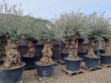 KORTING: MINSTENS 10% KORTING OP AL ONZE OLIJFBOMEN beschikbaar voor biedingen