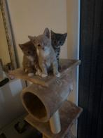 2 super lieve aanhankelijke hand opgevoedde kittens, Dieren en Toebehoren, Katten en Kittens | Overige Katten, Meerdere dieren
