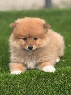 Te koop mooie Dwergkees pup, Parvo, Nederland, Keeshond, Reu