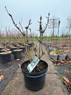 Sambucus Nigra 'Green Tower' in 10L pot, Tuin en Terras, Planten | Fruitbomen, Ophalen, Lente, Overige soorten, Volle zon