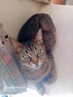 Prachtige noorderboskat x Htk, Dieren en Toebehoren, Katten en Kittens | Raskatten | Korthaar, Poes, Gechipt, 0 tot 2 jaar