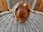 Cavia zeugje us teddy ...GERESERVEERD..., Dieren en Toebehoren, Knaagdieren, Maart, Vrouwelijk, Cavia