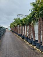 Palmboom trachycarpus fortunei chinese waaierpalm, Tuin en Terras, Planten | Tuinplanten, Halfschaduw, Zomer, Ophalen of Verzenden