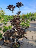 Rode beuk tuinbonsai vormsnoei 175 cm, Bloeit niet, Halfschaduw, Overige soorten, 100 tot 250 cm