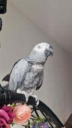 Papegaai Grijzeroodstaart, Dieren en Toebehoren, Vogels | Parkieten en Papegaaien