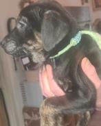 Golden retriever x labrador x australian shepherd, Dieren en Toebehoren, 8 tot 15 weken, Meerdere, Meerdere dieren, Nederland