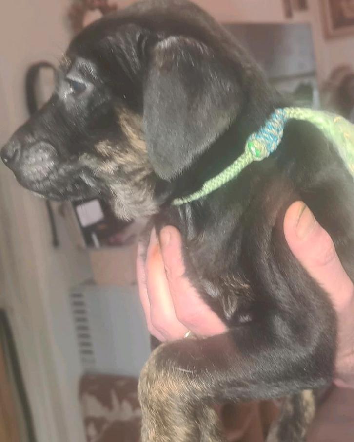 Golden retriever x labrador x australian shepherd, Dieren en Toebehoren, Honden | Niet-rashonden, Meerdere dieren, Particulier