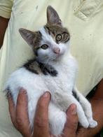 Schattige kittens, Dieren en Toebehoren, Katten en Kittens | Raskatten | Korthaar, Poes, Ontwormd, 0 tot 2 jaar