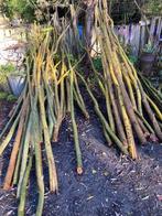 Opruiming van wilgen GOEDKOOP poters tenen, Tuin en Terras, Planten | Bomen, Overige soorten, 250 tot 400 cm, Zomer, Ophalen