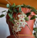 Hoya stekjes: Vertillatica Yangzhi Stoneana, Endauensis etc., Huis en Inrichting, Ophalen of Verzenden, Overige soorten, Minder dan 100 cm