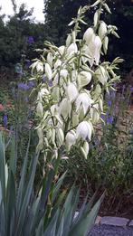 Yucca, Zomer, Vaste plant, Ophalen of Verzenden, Volle zon