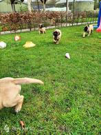 bullmastiff pups, CDV (hondenziekte), Particulier, Meerdere, Bulldog