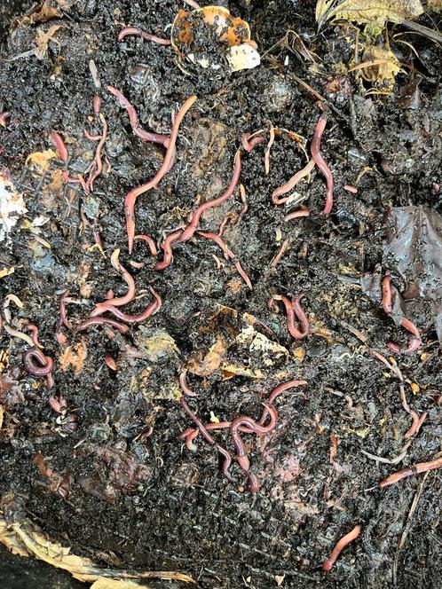 Compostwormen voor een wormenhotel, Tuin en Terras, Aarde en Mest, Ophalen of Verzenden