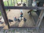 Noord-Hollandse Blauwe hanen te koop, Dieren en Toebehoren, Mannelijk, Kip