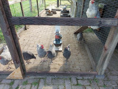 Noord-Hollandse Blauwe hanen te koop, Dieren en Toebehoren, Pluimvee, Kip, Mannelijk