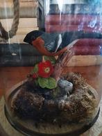 Bullfinch vogel Franklin Mint (goudvink) onder stolpje, Ophalen of Verzenden