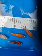Koi kappertjes, Dieren en Toebehoren, Vissen | Vijvervissen, Karper of Koi