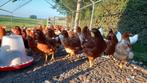 Jonge legkippen te koop, Dieren en Toebehoren, Pluimvee, Vrouwelijk, Kip