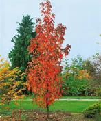 Amberboom | Liquidambar styraciflua | 175-200cm, Tuin en Terras, Planten | Bomen, Ophalen