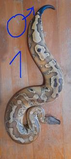 2 jonge bloedpythons, Dieren en Toebehoren, Reptielen en Amfibieën, Slang, 0 tot 2 jaar