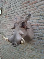 Opgezette kop wrattenzwijn taxidermy opgezet Afrika curiosa, Ophalen, Wild dier, Gewei of Kop