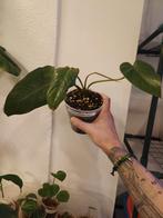 Philodendron 'Green Lady', Ophalen of Verzenden