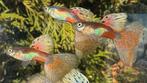 ***Unieke Red Grass Guppys***, Dieren en Toebehoren, Vissen | Aquariumvissen, Vis, Zoetwatervis, Schoolvis