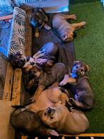 Tsjechoslowaakse wolfhond x Mechel-Podenco pups puppies, Parvo, Overige rassen, 8 tot 15 weken, Meerdere