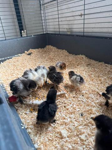 Cochin kuikens krul en glad 6 stuks beschikbaar voor biedingen