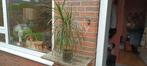 Kamerplanten - Yucca & Spiderplant, In pot, Minder dan 100 cm, Yucca, Groene kamerplant