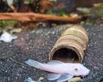 Snowwhite ancistrus, Dieren en Toebehoren, Vissen | Aquariumvissen